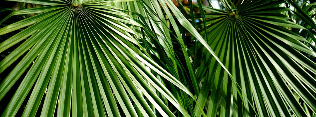 Plant Profile: European Fan Palm