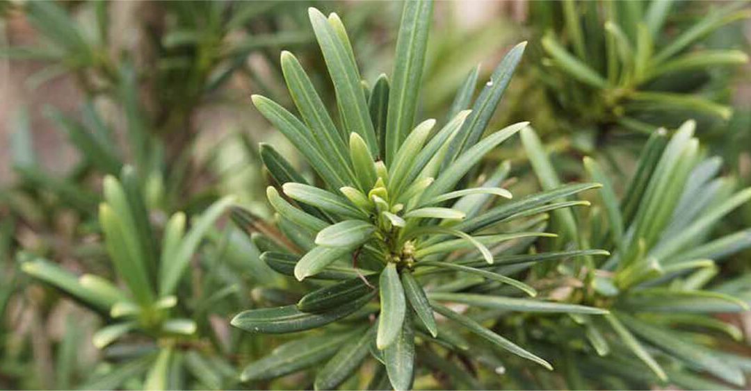 Plant Profile: Dwarf Podocarpus